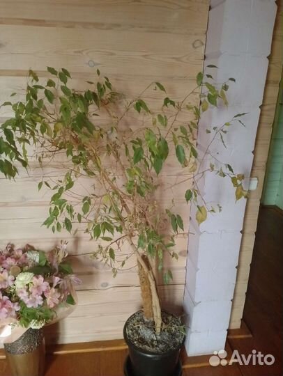 Фикус бенджамина