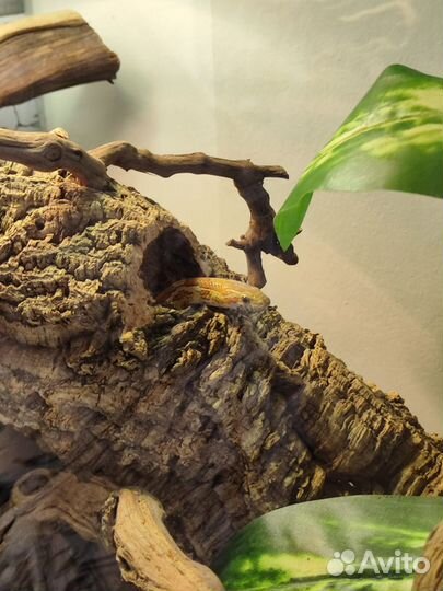 Маисовый полоз вместе с террариумом