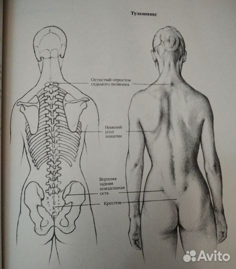 Анатомия для художников