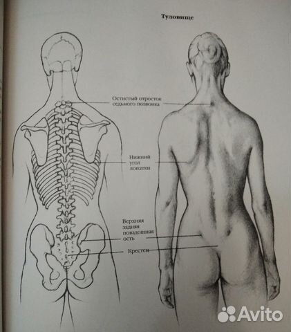 Анатомия для художников