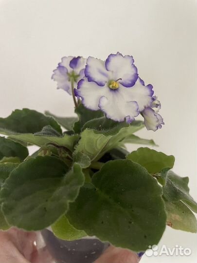 Цветущие Фиалки