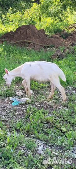 Козлик зааненский