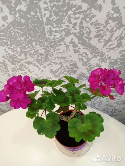 Пеларгония герань