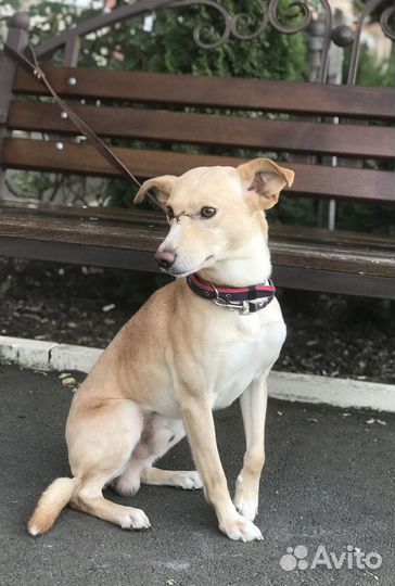 Собака ищет дом