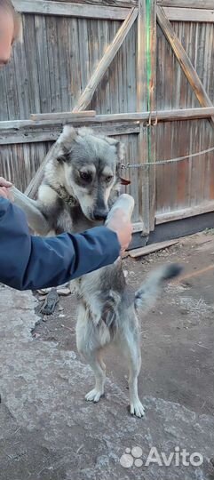 Собака в добрые руки