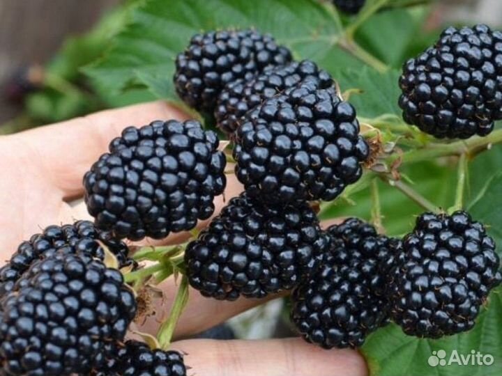 Ежевика, саженцы