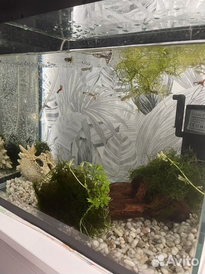 Рыбки гуппи