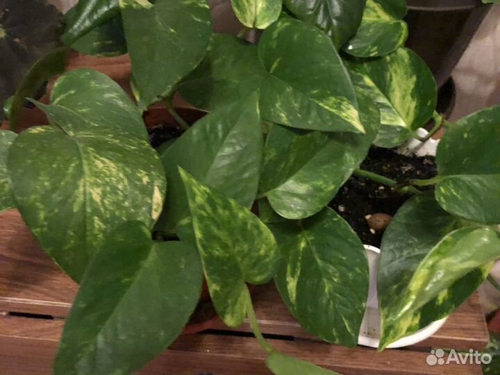 Сциндапсус золотистый