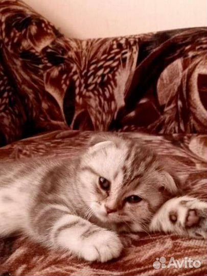 Шотландские вислоухие