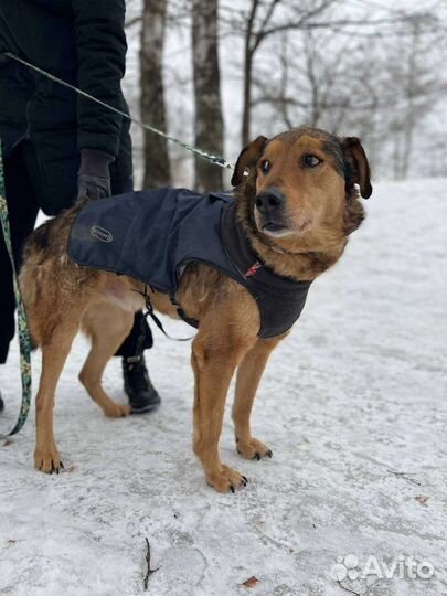 Собака в добрые руки