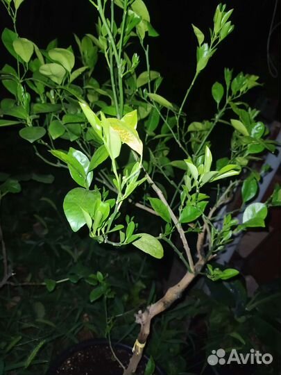 Цитрус. Каламондин. Цитрофортунелла