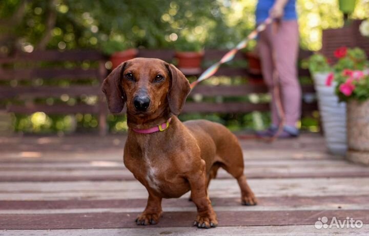 Такса Дик в добрые руки