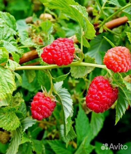 Саженцы малины