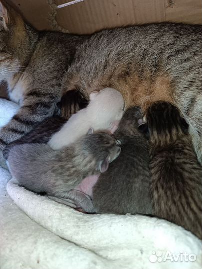 Котята в добрые руки Забронированы все