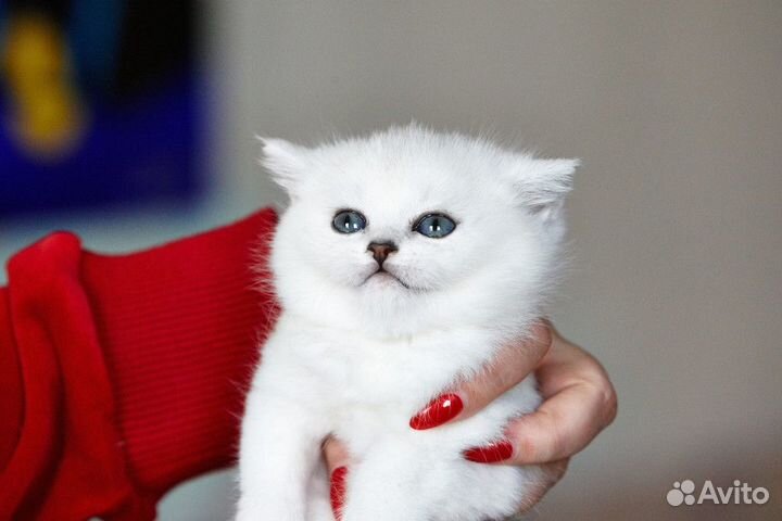 Серебристая шиншилла котята