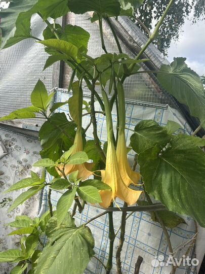 Бругмансия