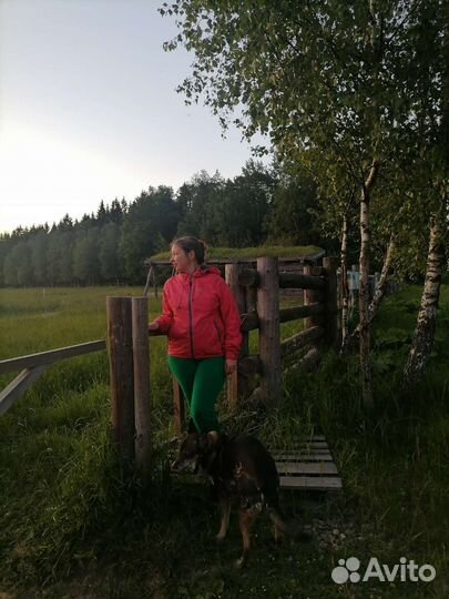 Выгул собак