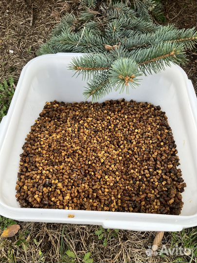 Перга пчелиная