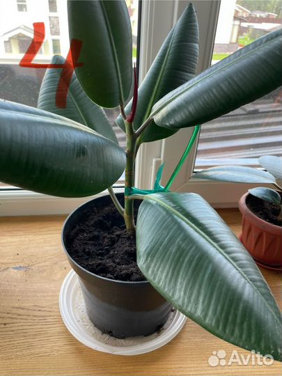 Фикус робуста