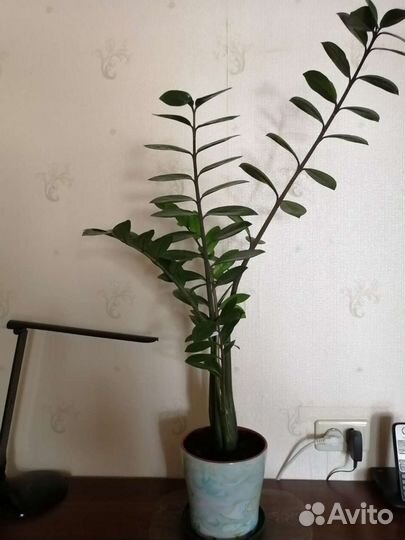 Замиокулькас