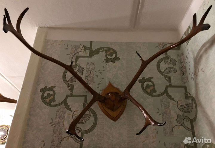 Рога оленя /лося