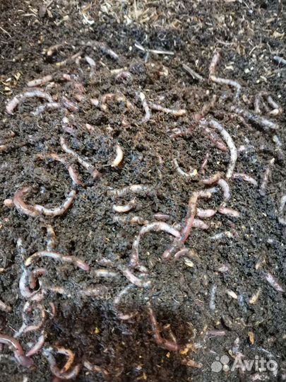 Червь дендробена