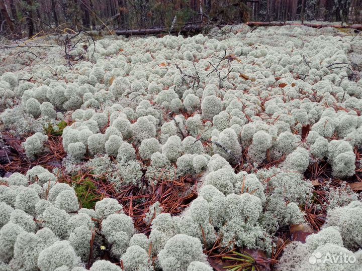 Мох ягель кг, литрами, метрами