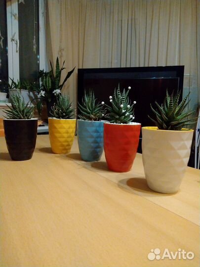 Комнатные растения