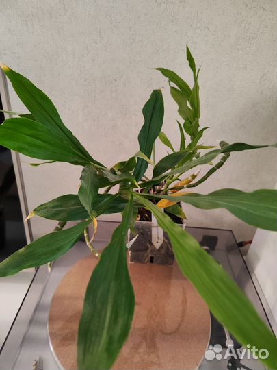 Орхидея Хизис Chysis Sedenii