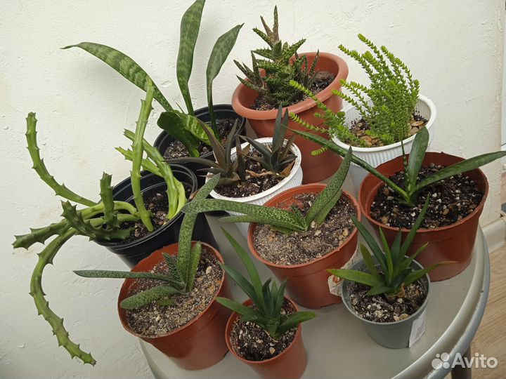 Суккуленты, Полусукуленты разные