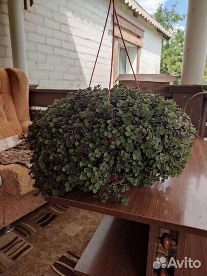 Продам цветы комнатные