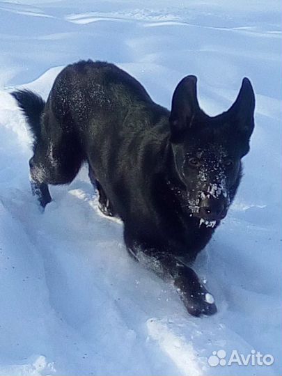 Вязка, Восточник