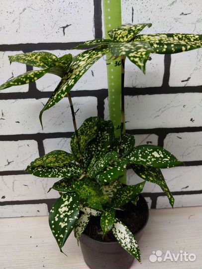 Драцена суркулоза