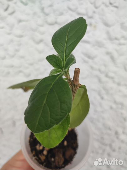 Комнатные цветы