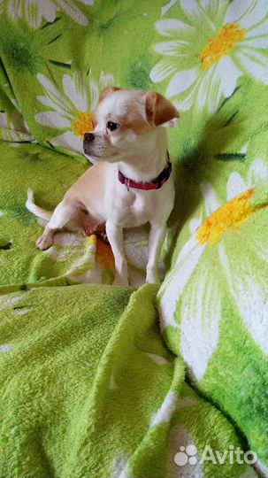 Чудесная крошка, девочка