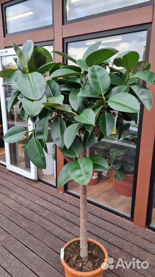 Фикус робуста штамб 180см