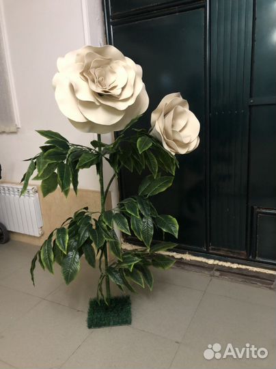 Цветок напольный