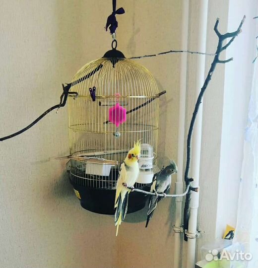 Пара корелл с клеткой, несутся