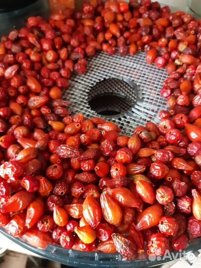 Шиповник сушеный