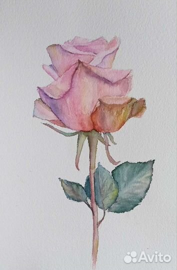 Роза. Картина акварелью