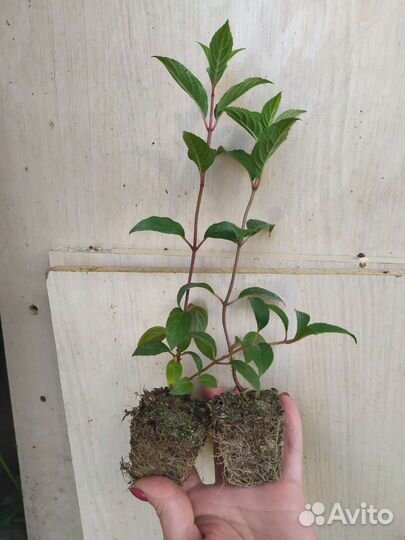 Черенки гортензии