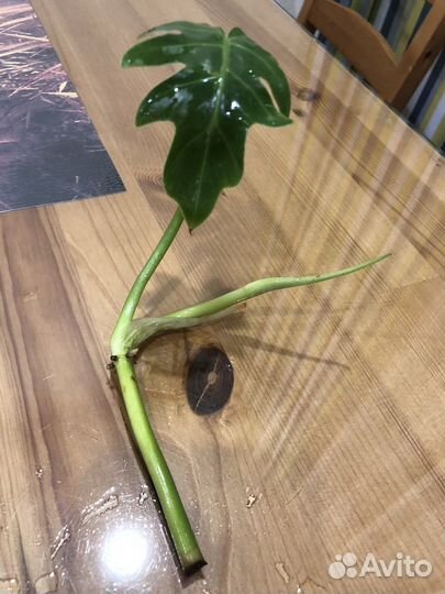 Филодендрон Ксанаду