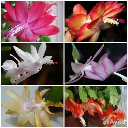 Шлюмбергеры почтой