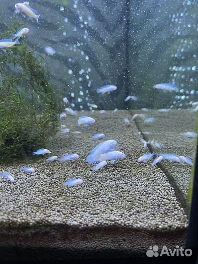 Белый принц цихлиды