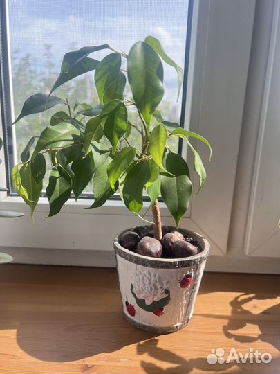 Фикус, декабрист и др