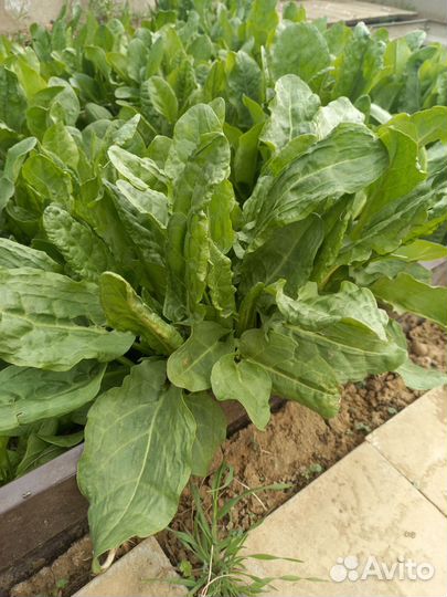 Щавель свежий с корнем многолетний