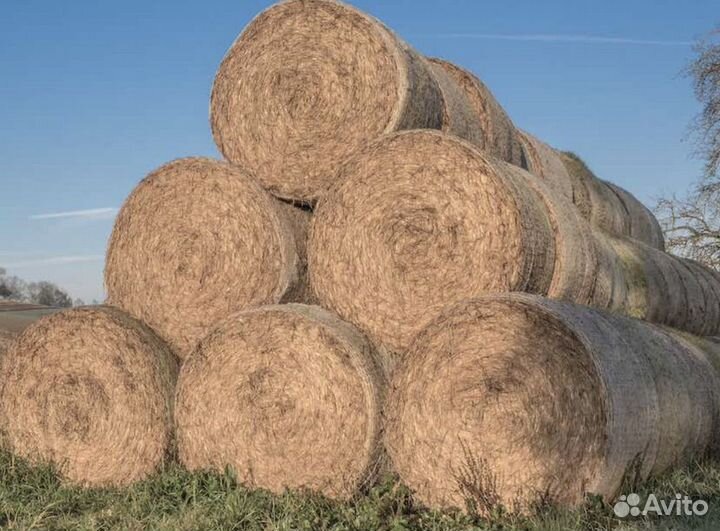 Продам сено в рулонах