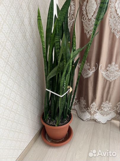 Комнатные цветы