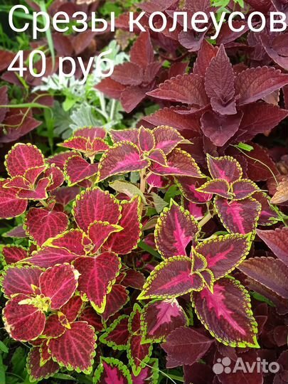 Комнатные растения