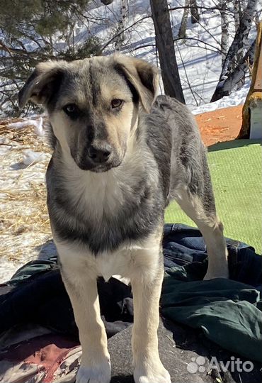 Собака в добрые руки девочка стерилизованная